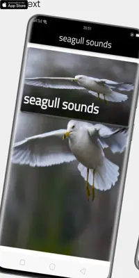 seagull sounds android App screenshot 4